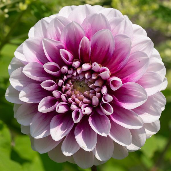 Dahlie (Dahlia) von Alexander Ludwig