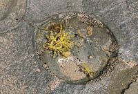 Vulnerable ocean life