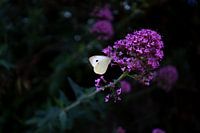 Contrast in nature Schmetterling in monchique