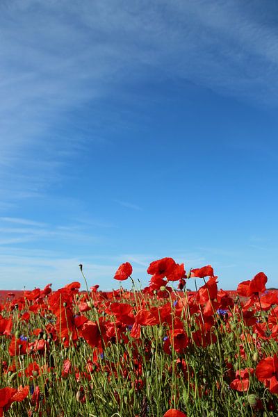 Coquelicots par Ostsee Bilder