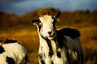 Brave goat on Schier