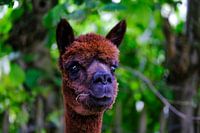 Alpaca met grassprietje