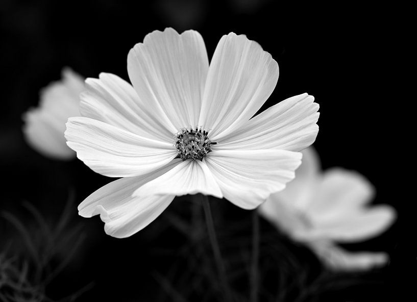 Cosmea in Schwarz und Weiß. von Jose Lok
