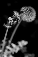 pissenlits | soufflés