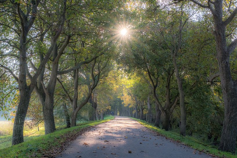 Notendijk bij Landhoed Heerlijkheid Marienwaerdt van Moetwil en van Dijk - Fotografie
