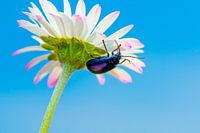 A Blue Mint Goldcrest on a Daisies