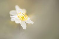 Soft wood anemone