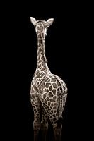 Minimalist baby giraffe