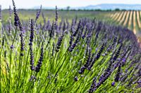 Lavendel in Blütezeit