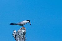 Fish thief on the Markerwadden