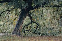 Dordrecht, Wantijnpark. Tree