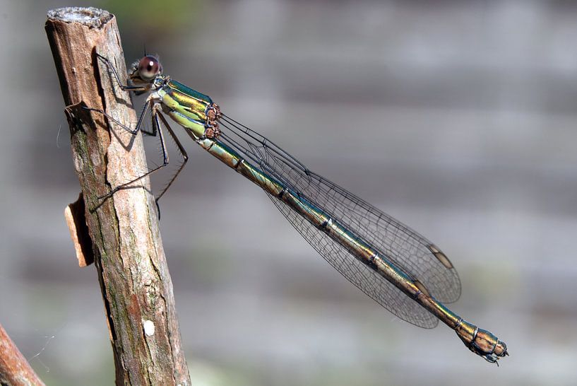 Green damselfly by Jarno Pors