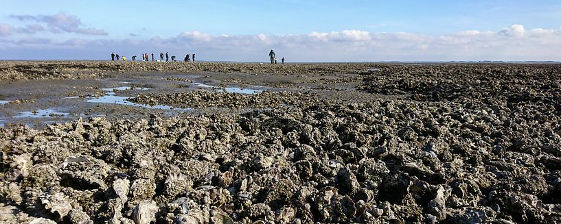 Waddenzee bij eb met oesterbanken von Meindert van Dijk