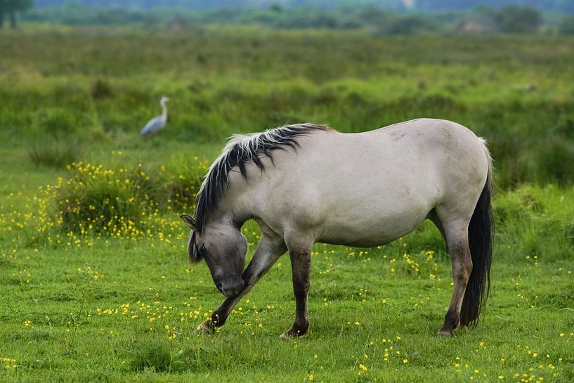 Paard op Lentevreugd von Dirk van Egmond