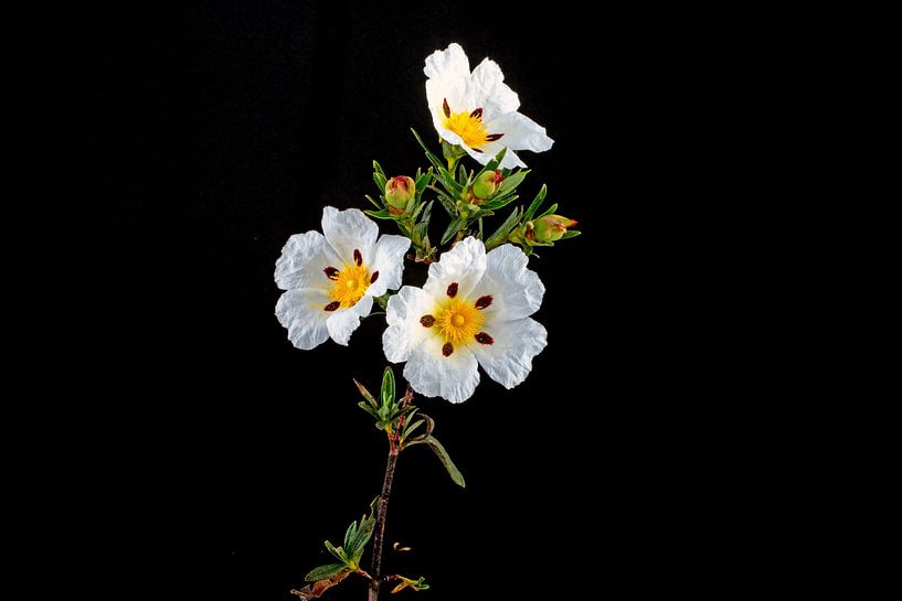 Ciste à gomme - Cistus ladanifer - dans les champs de l'Alentejo au Portugal par Eye on You