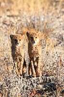 Young Cheetah's