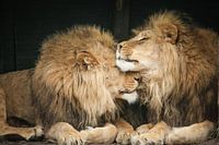 Deux lions en gros plan
