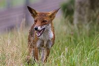 Een Vos op een regenachtige dag.