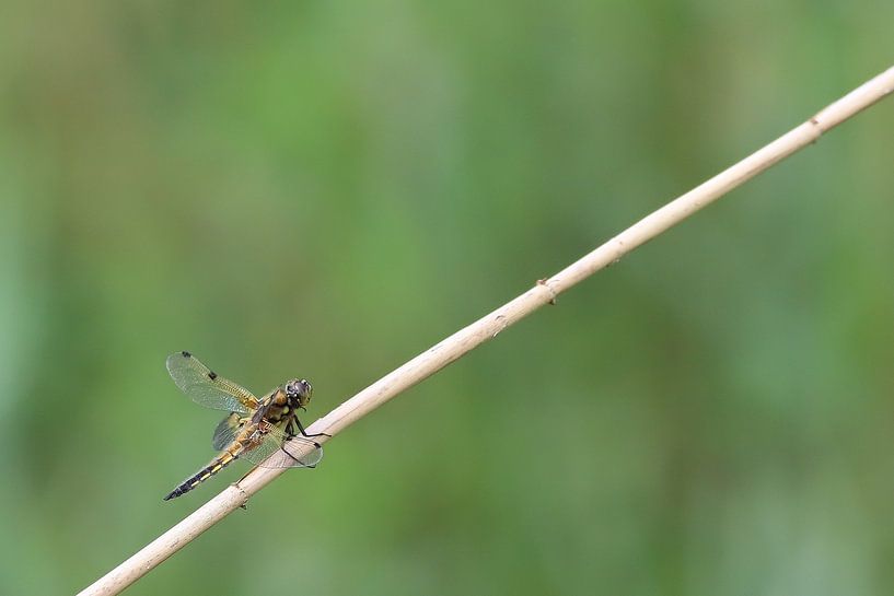 Four-spot by Karin van Rooijen Fotografie