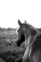 Fernsicht auf Lemelerberg | Pferd Schwarz-Weiß-Foto