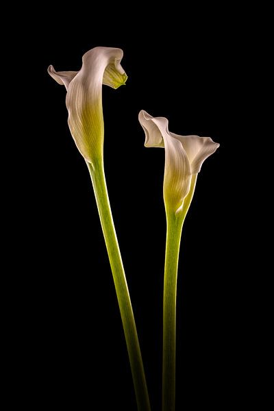 Callas 2 in Farbe von Karin aan de muur