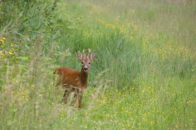 Reebok von Sven Zoeteman