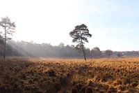 Lonely tree in morningsun