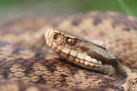 Nahaufnahme des Kopfes einer Kreuzotter