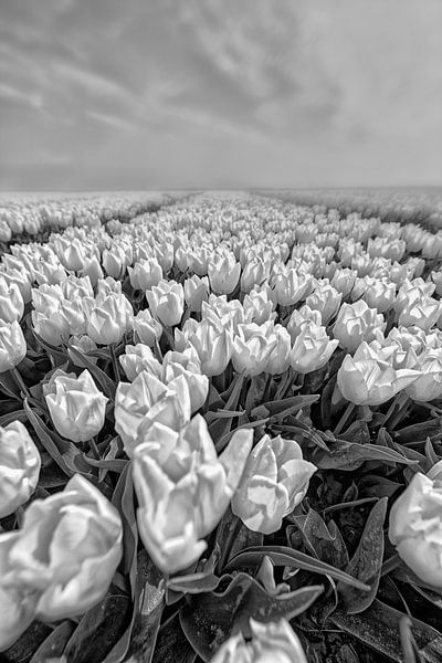 Champs de bulbes Goeree Overflakkee par Tilly Meijer