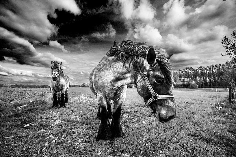 HDR Paarden in de Wei von Brian Morgan