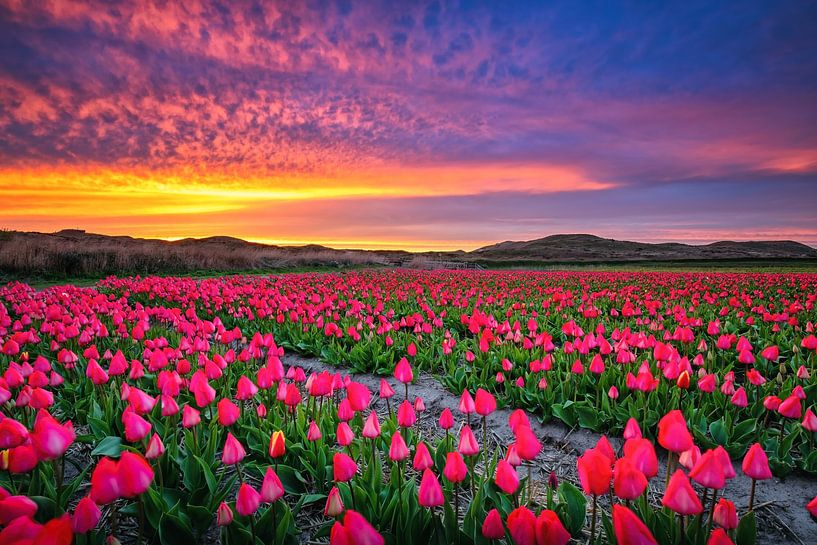 Tulpen auf Texel. von Justin Sinner Photography (Fotograf auf Texel)