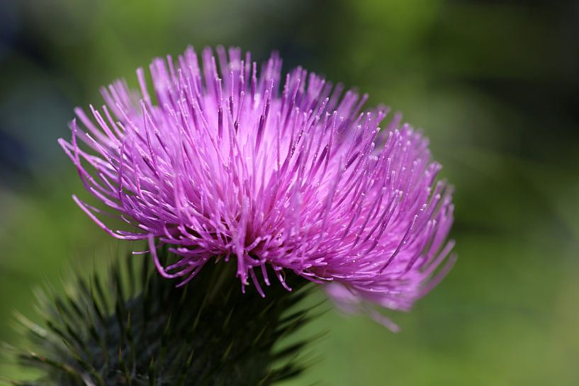gros plan d'une fleur de chardon rouge, cirsium vulgare, sur un fond vert. par W J Kok