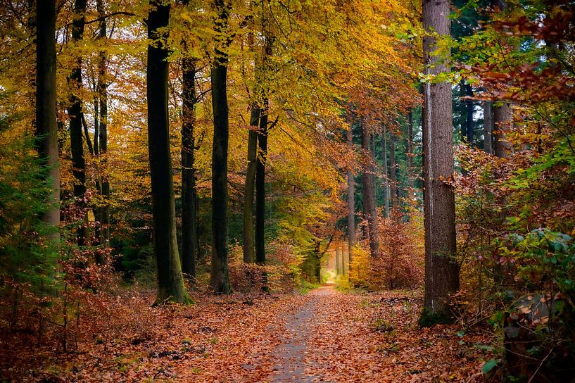 Pfad durch einen Buchenwald im Herbst von Sjoerd van der Wal Fotografie