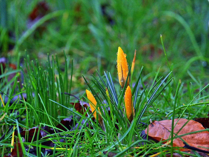 Crocus 2 par Edgar Schermaul
