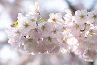 Photo de rêve d'une branche de fleur rose