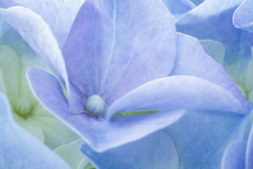 Hydrangea Pastel by Corinna van der Ven