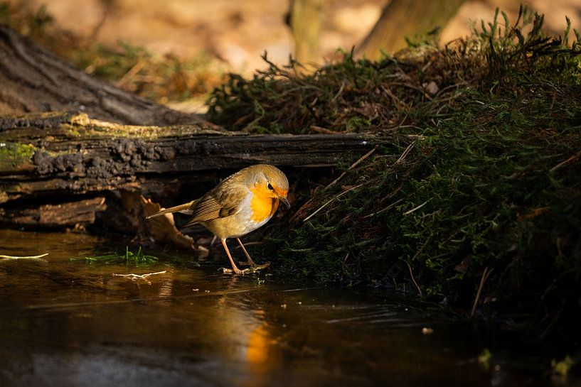 Robin auf dem Eis von Esther Bax