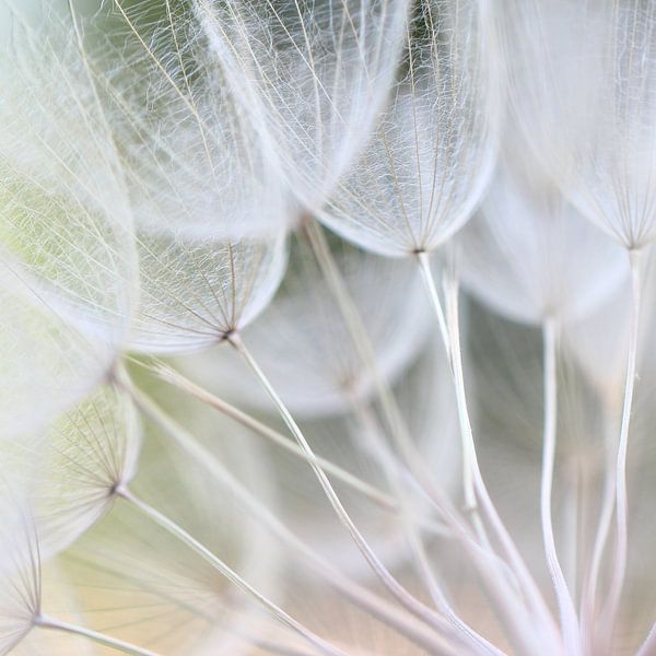 Zarte Schirmchen 1 von Heike Hultsch