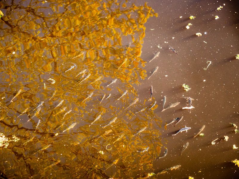 Verträumter Fisch von Maico.O