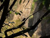Silhouette an der Wand