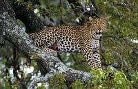 Léopard dans un arbre.