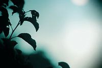 zon of maan met blauwe gloed 