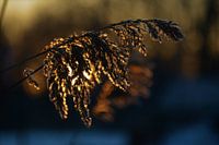 Sonnenaufgang im Winter