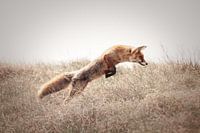 Chasse au renard roux | photographie de nature | faune et flore