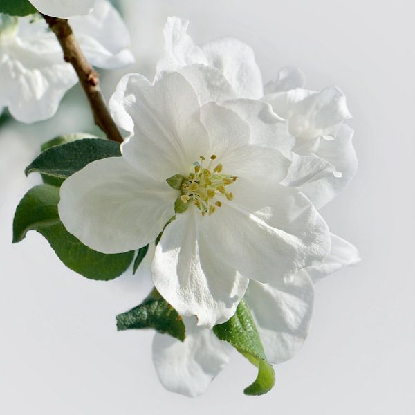 Obstbaumblüte von Violetta Honkisz