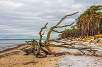 Bois mort à la plage ouest de Darss