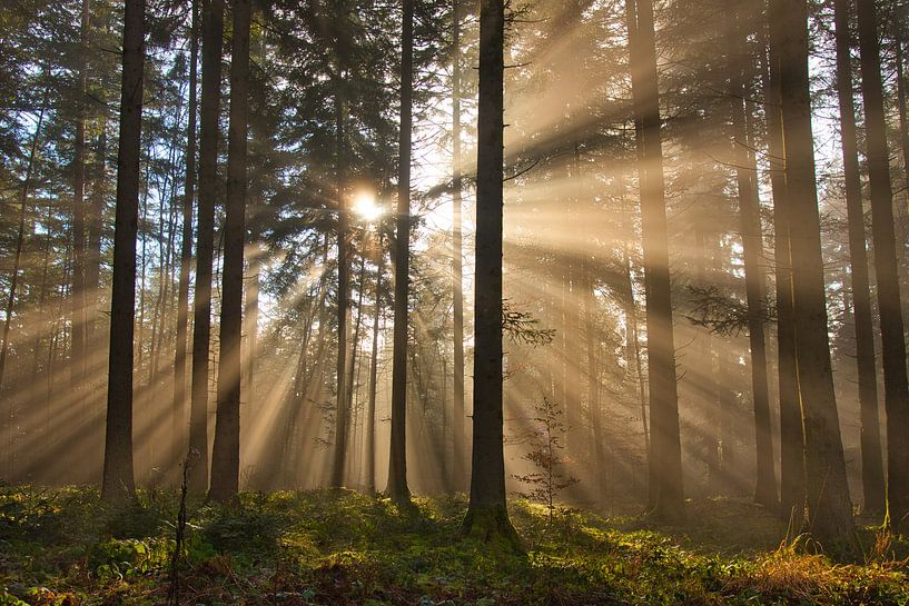 Waldliebe von Tanja Voigt