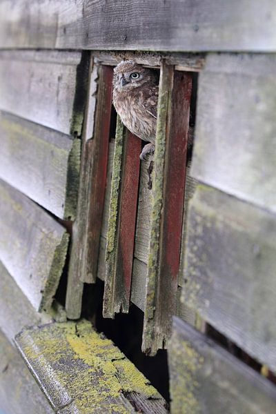 Steinkauz (Athene noctua) von Ronald Pol