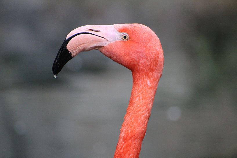 Flamingo par Guido Curinckx