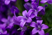 Purple flowers in the light